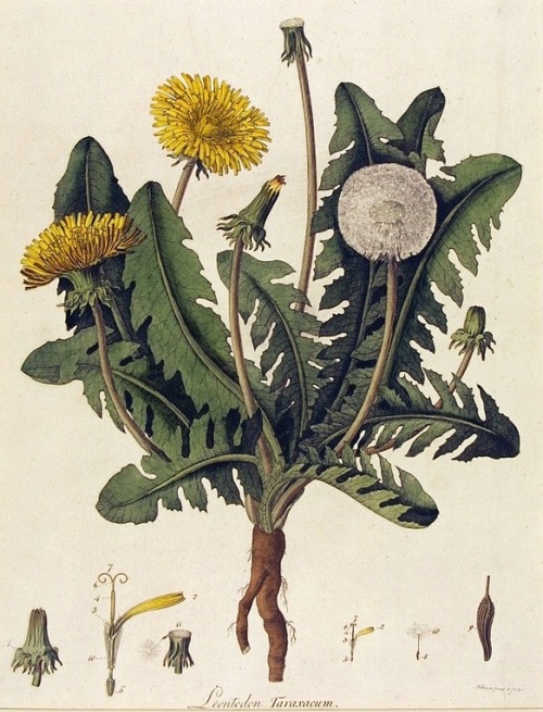 botanical-dandelion-engraving-hand-colored